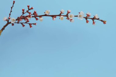 Çiçek açan bir ağaç dalı. İzole. Kopya spase