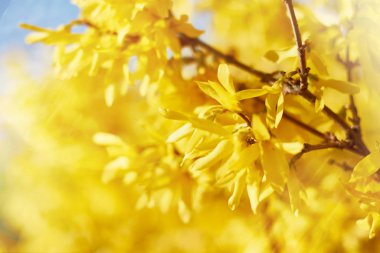 Parlak bir bahar gününde çiçek açan Forsythia dallarının kapanışı: İlkbahar konsepti ve bahar arkaplanı