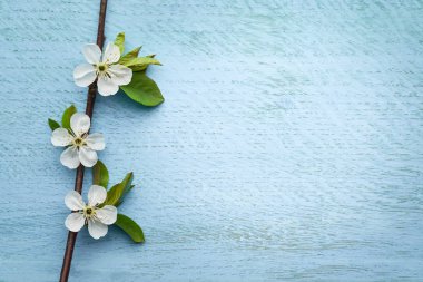 Fotokopi alanı olan mavi ahşap arka planda kiraz çiçeği dalı: Bahar zamanı konsepti