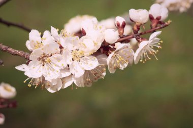 Yeşil bulanık arkaplanda kayısı çiçekleri: Bahar zamanı