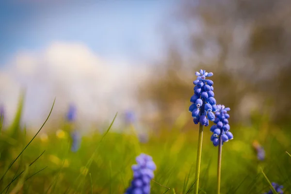 Blooming beautiful spring Muscari flowers on a blurred background in a natural environment with copy space: spring time concept — 스톡 사진