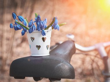 Bisiklet eyerinde kovadaki ilk bahar scilla çiçekleri: ilkbahar konsepti ve yaşam tarzı