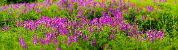Pink Flowering Field Grass Web Banner Panoramic — Stock Photo, Image