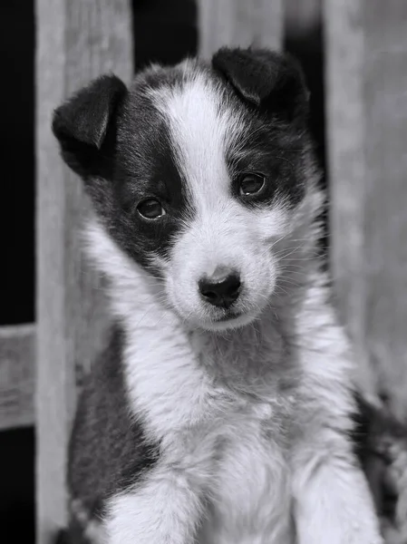 Portrait Chiot Mignon Regardant Dans Cadre Noir Blanc — Photo