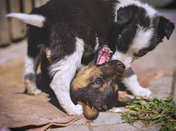 Jogando Cachorros Cão Jarda Cores Diferentes — Fotografia de Stock