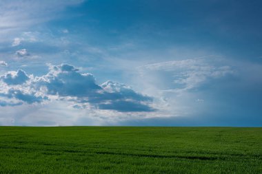 Bulutlu mavi gökyüzü ve yeşil taze buğday.