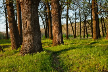 Güzel orman manzarası meşe ağaçları ve gün ışığında yeşil çimenler..