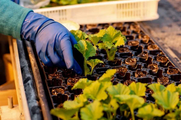 Tangan Tukang Kebun Menanam Tanaman Kecil Bibit Kerajaan Pelargonium Dalam — Stok Foto