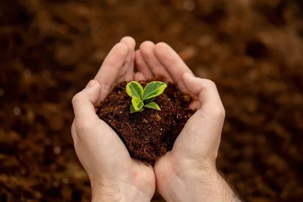 Pequeña Planta Primer Plano Del Suelo Las Manos Del Jardinero Imagen De Stock