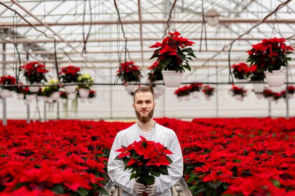Tukang Kebun Muda Berdiri Rumah Kaca Dan Memegang Panci Poinsettia — Stok Foto