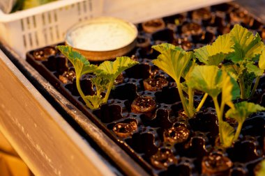 Pelargonium tohumları, turba haplarıyla birlikte özel kaplara ekilmiş. Bahçe işleri konsepti. Kapat..