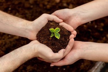 Erkek ve dişinin tohum tohumu ile toprağı tutmasına yakın durun. Bahçecilik, çevre koruma, temiz hava konsepti.