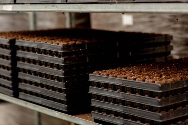 Bahçe merkezinde turba tabletleri olan kaplar. Bir serada çalışmanın özellikleri.