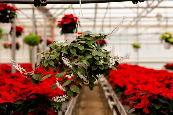 Close-up of a hanging pot with green nettle leaves and a flower in a greenhouse. Poinsettia plants on background. Gardening, spring time.