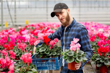 Male florist with a box of cyclamen in his hands. Pink cyclamen plants in pots. Gardening and floristics. Working with flowers and plants. clipart
