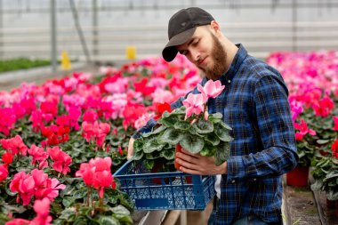 Seradaki şapkalı genç adam, siklamen bitkisini çiçekçi olarak seçiyor. Flora ve bahçe işleri. Çiçekler ve bitkilerle çalışmak.