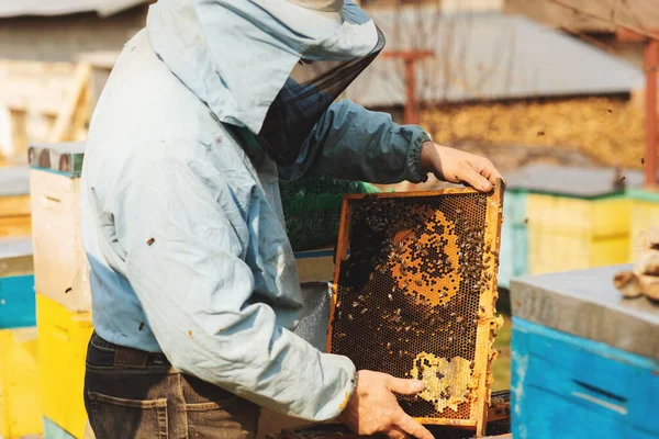 Imker Arbeitet Mit Bienen Und Bienenstöcken Imkerstand — Stockfoto