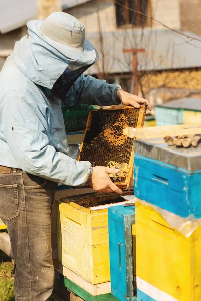 養蜂家はミツバチと協力して冬の後に蜂の巣を検査しています — ストック写真
