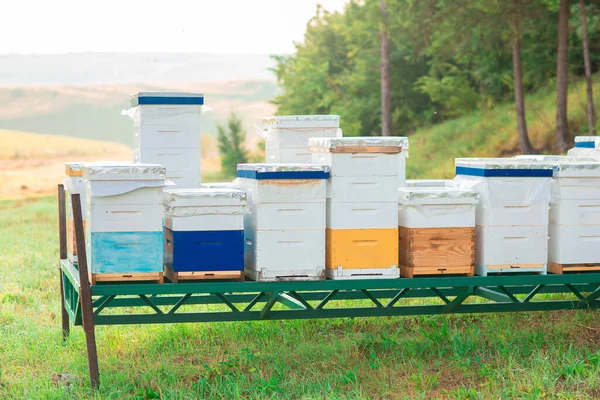 Fotografie Dřevěných Včelích Úlů Kovově Zeleném Stojanu Přírodě Včelařství — Stock fotografie