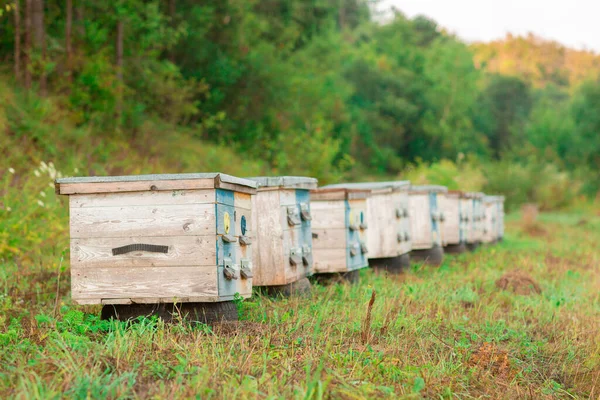Fotografie Dřevěných Barevných Úlů Přírodě Včelařství — Stock fotografie