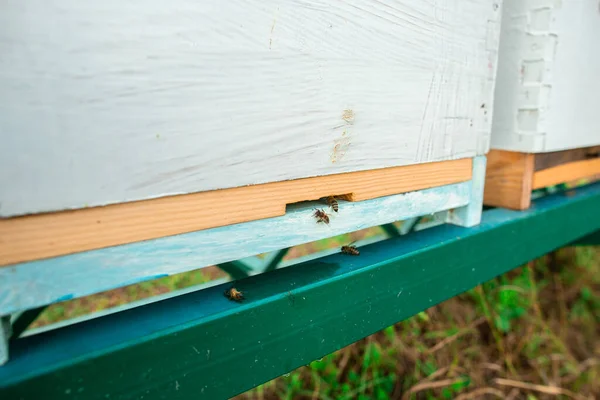 Včely Letí Blízko Úlu Zavřít Vstup Včel Dřevěného Barevného Úlu — Stock fotografie