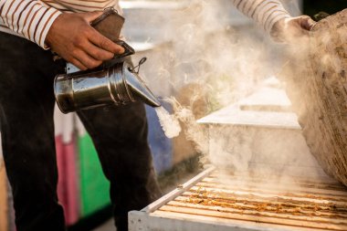 Bir arı yetiştiricisi, ahşap renkli arı kovanlarında bal toplama işlemi sırasında arıları tüttürür. Kapatın. Arıcılık aracı.