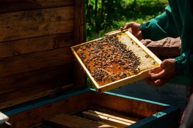 Arı kovanının çerçeveleri. Arı yetiştiricisi bal topluyor. Arı içici, arıları sakinleştirmek için kullanılır. Çerçeve çıkarmadan önce. Kapat..