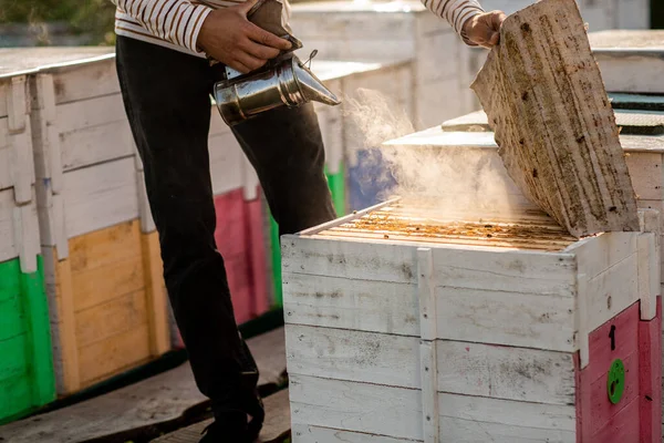 Peternak Lebah Merokok Lebah Dalam Proses Mengumpulkan Madu Sarang Lebah — Stok Foto