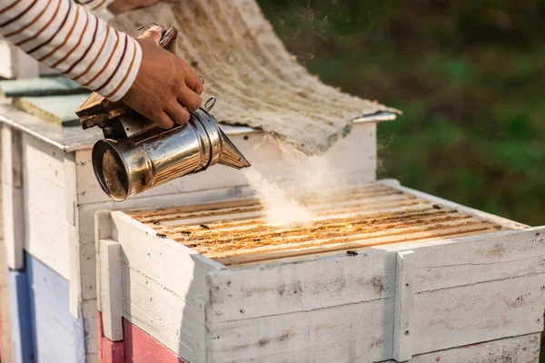 Ένας Μελισσοκόμος Καπνίζει Μέλισσες Κατά Διαδικασία Συλλογής Μελιού Ξύλινα Χρωματιστά — Φωτογραφία Αρχείου