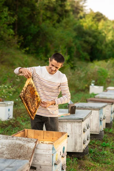 Peternak Lebah Memegang Sarang Lebah Penuh Lebah Dekat Sarang Lebah — Stok Foto