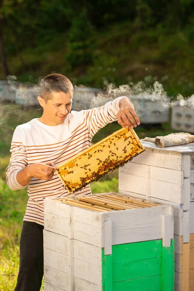 蜂の巣のフレーム 養蜂家は蜂蜜を収穫する 蜂の喫煙者は蜂を落ち着かせるために使用されますフレーム除去前に — ストック写真