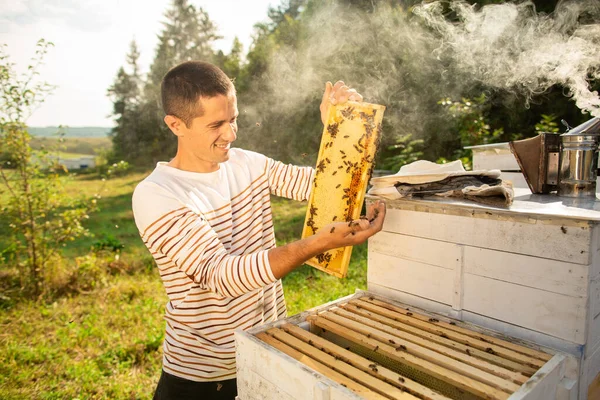 Rámy Včelího Úlu Včelař Sklízí Med Včelí Kuřák Používá Zklidnění — Stock fotografie