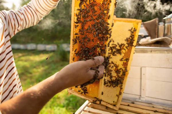 Großaufnahme Von Händen Imker Hält Eine Bienenwabe Voller Bienen Ein — Stockfoto