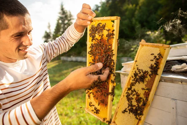 Imker Mit Einer Bienenwabe Voller Bienen Ein Mann Kontrolliert Die — Stockfoto