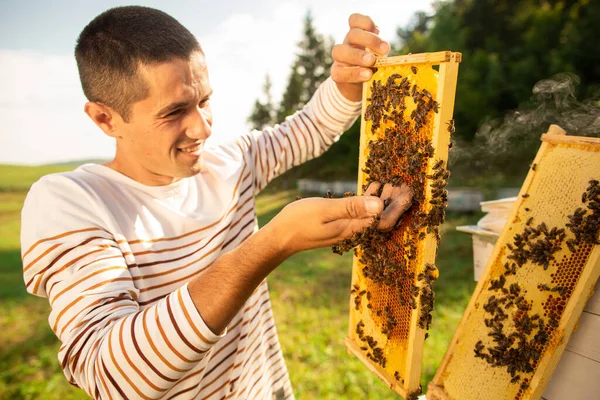 Imker Mit Einer Bienenwabe Voller Bienen Ein Mann Kontrolliert Die — Stockfoto