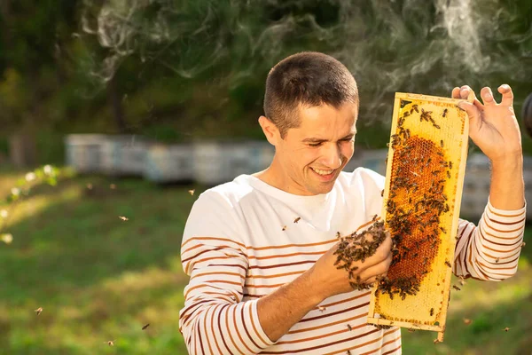 Beekeeper holding a honeycomb full of bees. A man checks the honeycomb and collects the bees by hand.