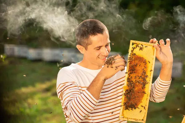 Beekeeper holding a honeycomb full of bees. A man checks the honeycomb and collects the bees by hand.