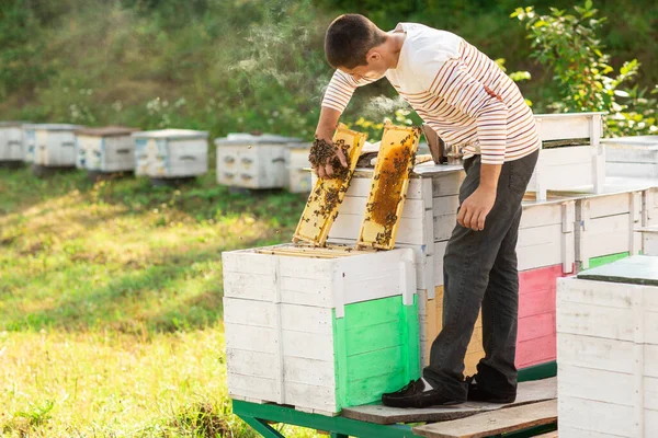 Frames Dari Sarang Lebah Peternak Lebah Memanen Madu Perokok Lebah — Stok Foto