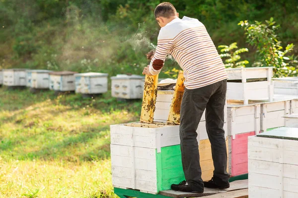 Marcos Una Colmena Abejas Apicultor Cosechando Miel Fumador Abejas Utiliza —  Fotos de Stock