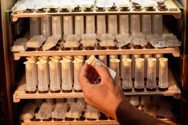 Close Beekeeper Hands Holds Cell Curlers Withdrawal Queen Bee Details — Stock Photo, Image