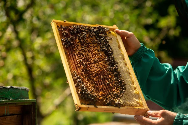 Frames Dari Sarang Lebah Peternak Lebah Memanen Madu Perokok Lebah — Stok Foto