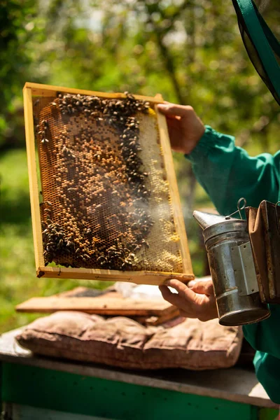 Rámy Včelího Úlu Včelař Sklízí Med Včelí Kuřák Používá Zklidnění — Stock fotografie