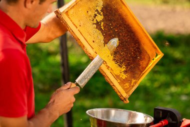 Kırmızı tişörtlü arı yetiştiricisi bal peteği çerçevesinden özel bir bıçakla bir kaseye balmumu kesiyor. Bal üretimi. Kapat..