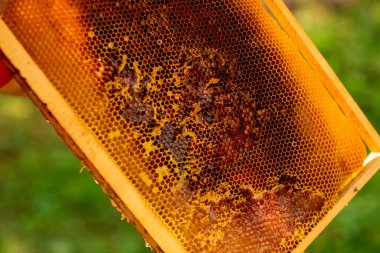 Arı yetiştiricilerinin elleri, bal peteği çerçevesinden özel bir bıçakla bir kaseye balmumu kesiyor. Bal üretimi.