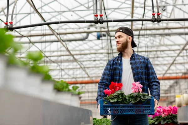 Pada Setengah Tinggi Seorang Tukang Kebun Muda Sebuah Rumah Kaca — Stok Foto