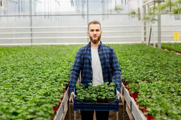 A young bearded man stands in a greenhouse, holding boxes of plants in his hands. Man looking at camera. Zonal pelargonium, gardening in a greenhouse.