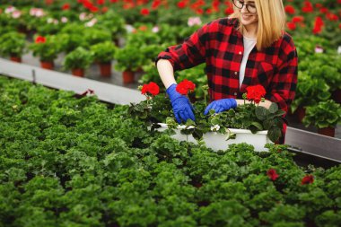 Eldivenli genç sarışın bahçıvan serada çalışıyor, çiçek dikiyor ve bakıcılık yapıyor. Bahçe konsepti.