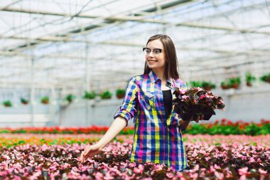 Gözlüklü, gülümseyen güzel bir esmer, serada çiçekli bir işçi. Elinde begonya çiçeği saksısı tutan bir kız. Bahçe konsepti.