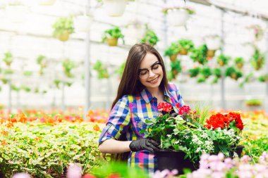 Gözlüklü güzel bir genç kız, serada çiçekli bir işçi. Serada konsept iş, çiçekler. Boşluğu kopyala