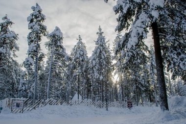 Kış orman, Lapland yürümek